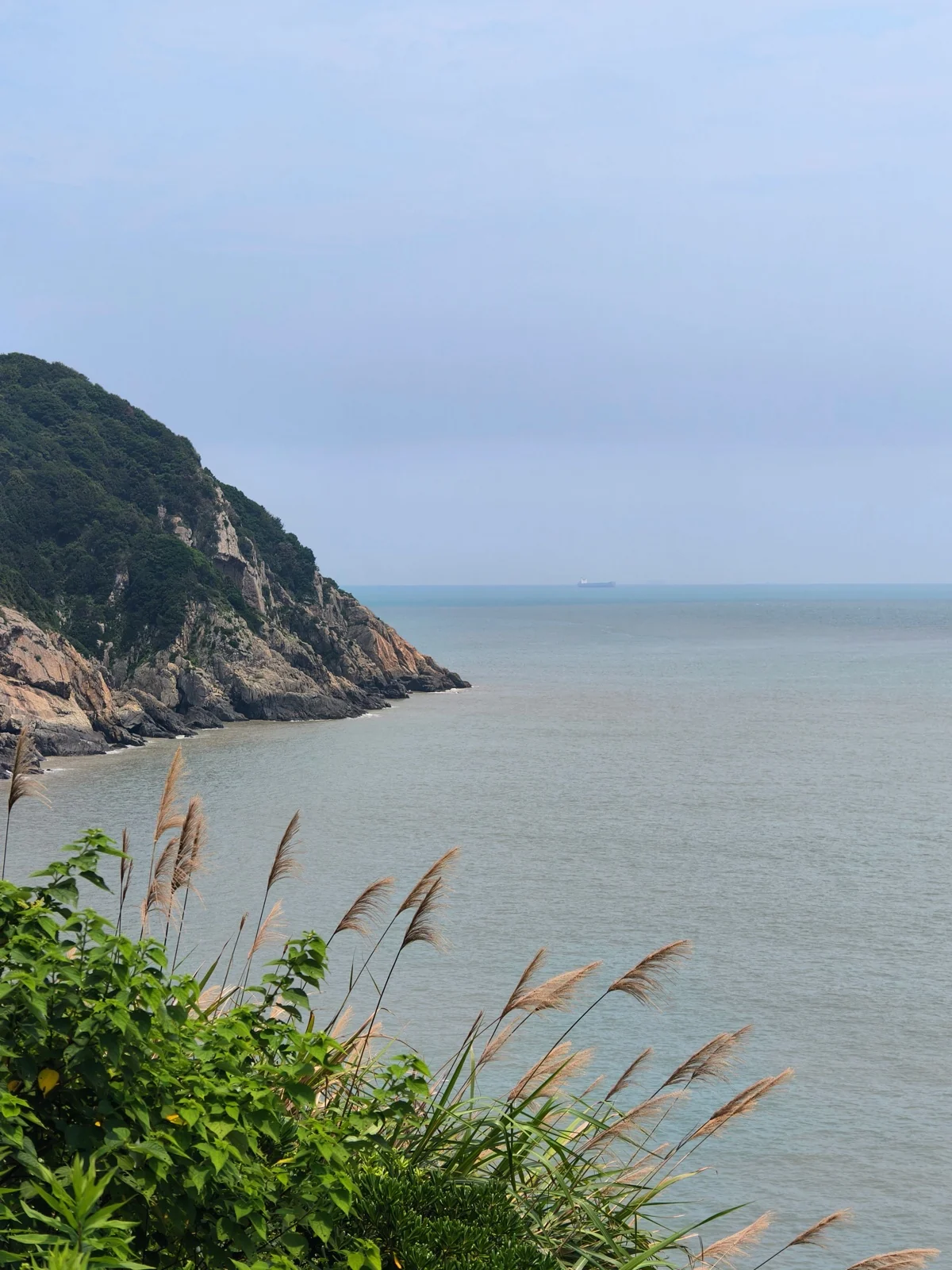 大青山海岬与辽阔海面，前景芦苇摇曳