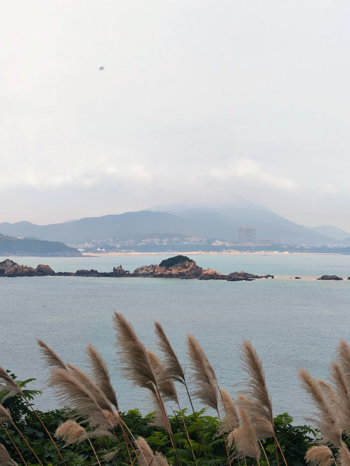 大青山海岸线，近处芦苇摇曳，远处海天一色