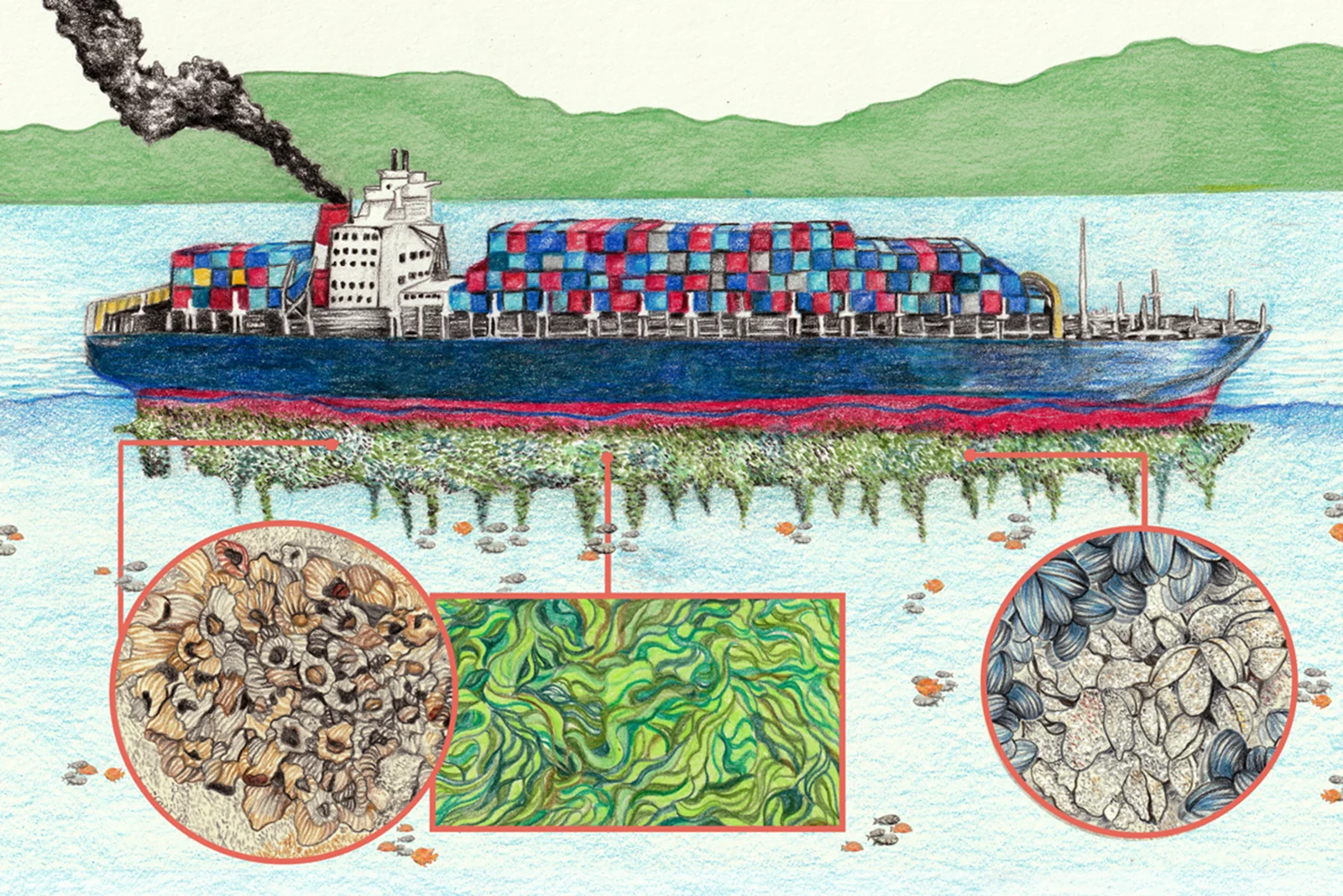 Colored-pencil illustration of a container ship with barnacles, weed, and mussels on the underwater hull.