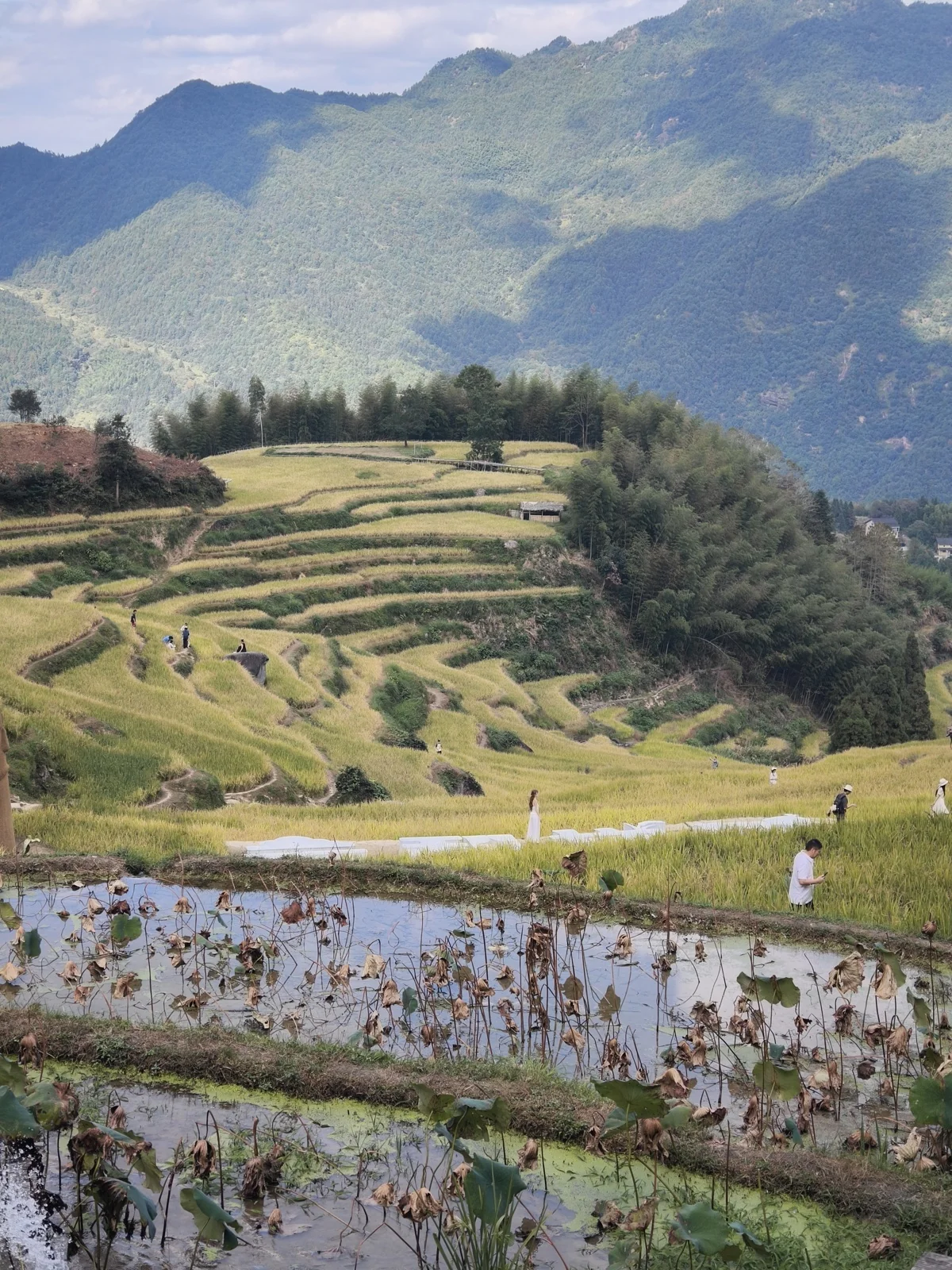 近处水塘里立着残荷，远处山坡上是层层梯田和走动的人