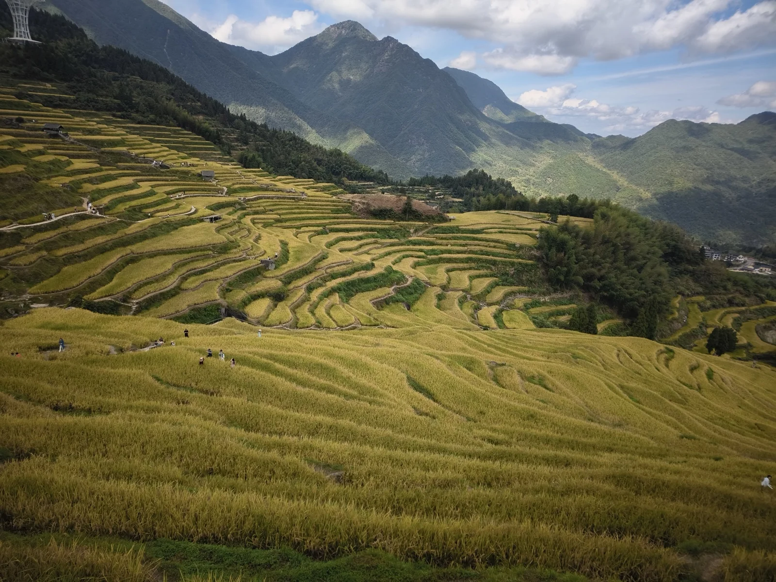 层层叠叠的金黄梯田铺满山谷，远处是连绵山脊